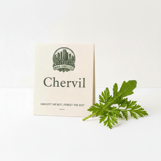 Chervil Seeds